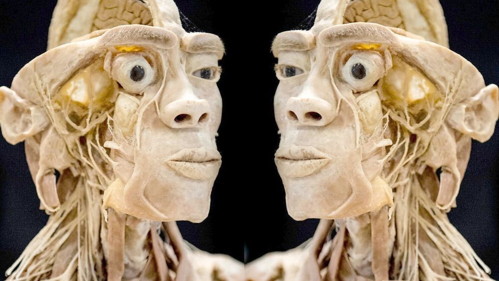 Die Ausstellung bietet Einblicke in den menschlichen Körper. Foto: Körper-Ausstellung