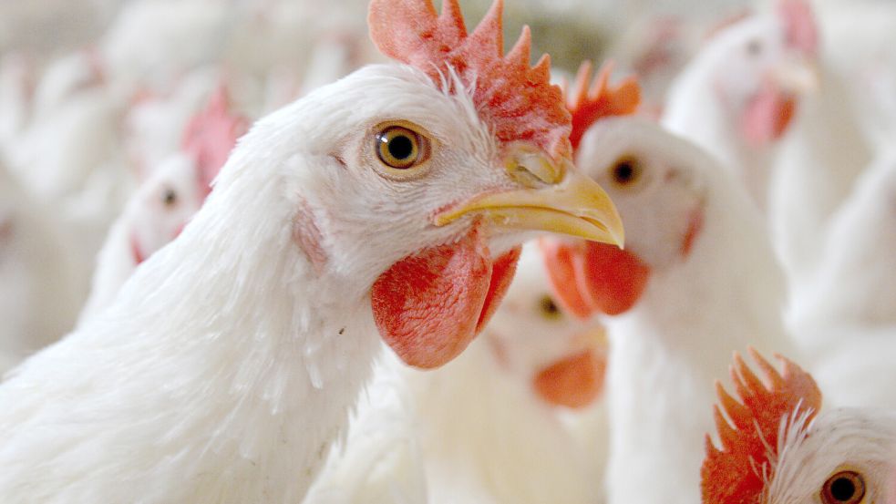 Masthühner: Ist der Verzehr zu billig? Foto: dpa/Tierärztliche Hochschule Hannover/Sonja von Brethorst
