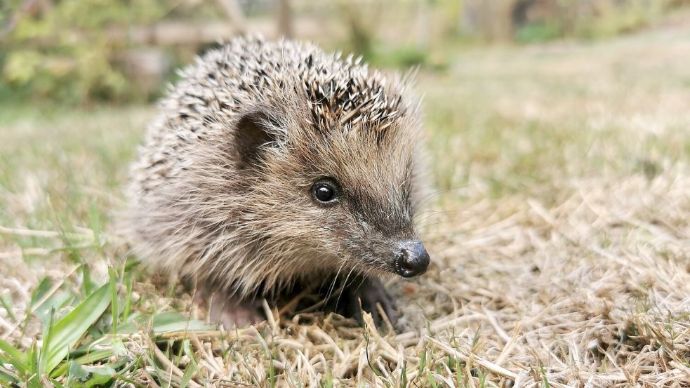 Igel sind streng geschützt. Doch Mähroboter werden für das heimische Wildtier zur tödlichen Gefahr. Foto: Roger Cornitzius/Nabu