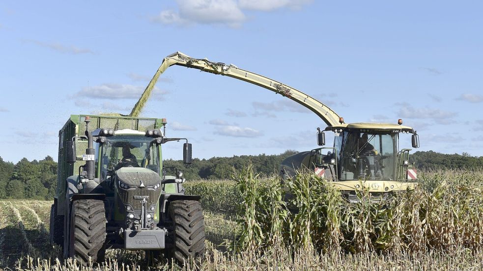 Die Maisfelder in Niedersachsen werden von einem neuen Schädling bedroht - der Maiszünsler ist im Anflug. Foto: IMAGO / imagebroker