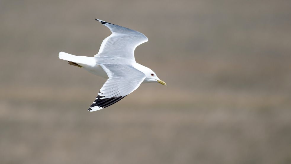Im Herbst sammeln sich Sturmmöwen auf Rastplätzen im Wattenmeer, besonders an Stränden und Salzwiesen im Osten der Inseln sowie in der Leybucht und im Jadebusen. Foto: Frank Winkelmann/NLPV