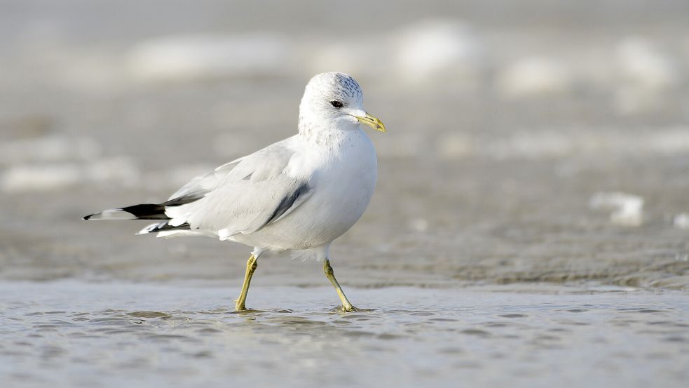 Die Sturmmöwe ist eine vergleichsweise unauffällige Möwenart, die häufig mit der größeren Silbermöwe verwechselt wird. Foto: Erhard Nerger/NLPV