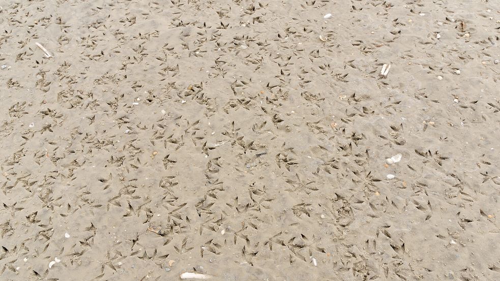 Vogelspuren im Sandwatt. Foto: Richard Czeck/NLPV