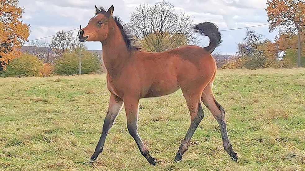 Nach dem Tod eines vielversprechenden Fohlens gerieten die Eigentümerin und ein Gestüt in Streit und zogen vor Gericht. Symbolfoto: Rafael Yaari/dpa