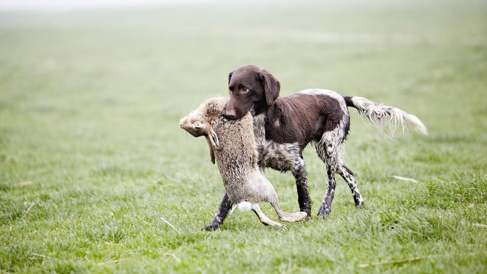 Ein Jagdhund apportiert einen geschossenen Hasen. Die Ausbildung mit echten Tieren steht in der Kritik. Foto: IMAGO / Carsten Dammann