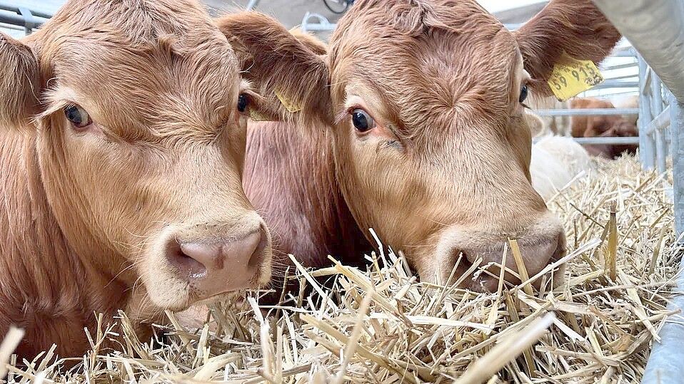 Der Handel um Rinder läuft auf dem Galliviehmarkt noch wie vor Jahrhunderten. Foto: Klaus Ortgies
