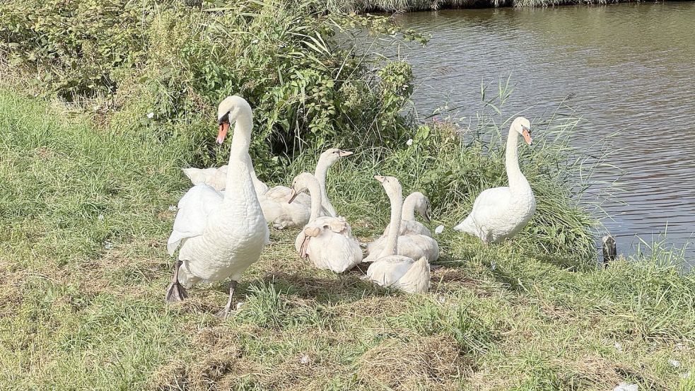 Die Schwan-Eltern mit ihren Küken sind ein besonderer Anblick im Emder Stadtteil Constantia dieses Jahr. Die Familie lässt sich gerne auch mal an anderer Stelle in der Stadt blicken. Foto: Bernd Hanssen
