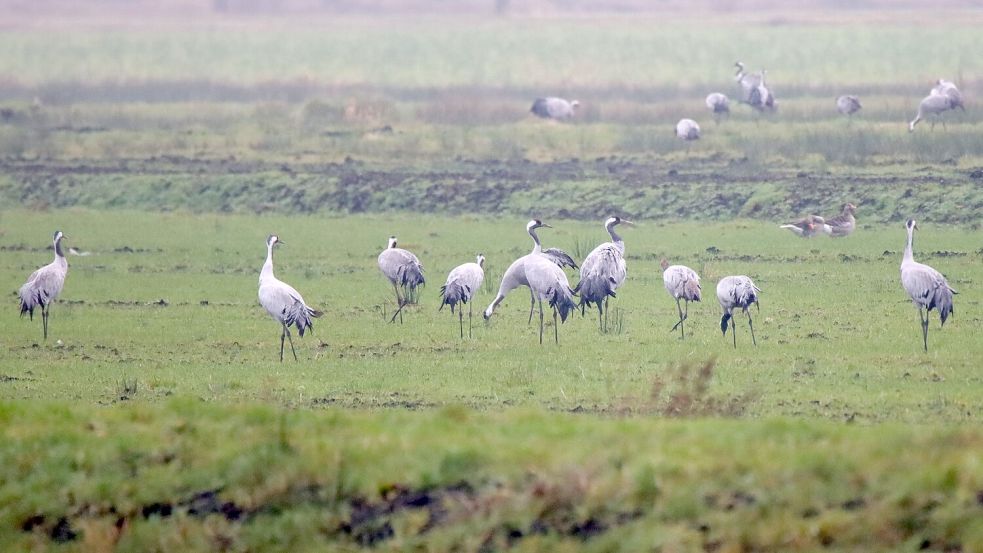 Viele Kraniche rasten in einem Feld bei Aurich in diesem Sommer. Foto: Stefan Goldenstein/Nabu
