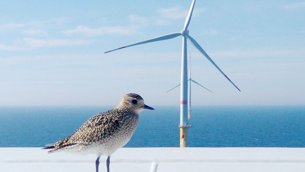 Vattenfall betreibt unter anderem bereits den Windpark "Sandbank" in der deutschen AWZ. Ein Goldregenpfeifer sitzt dort auf einer Plattform. Foto: Vattenfall