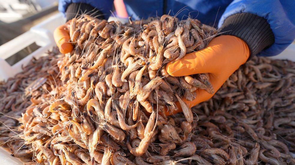 Die Krabbenfischer schöpfen gerade aus dem Vollen. Foto: Marcus Brandt/dpa