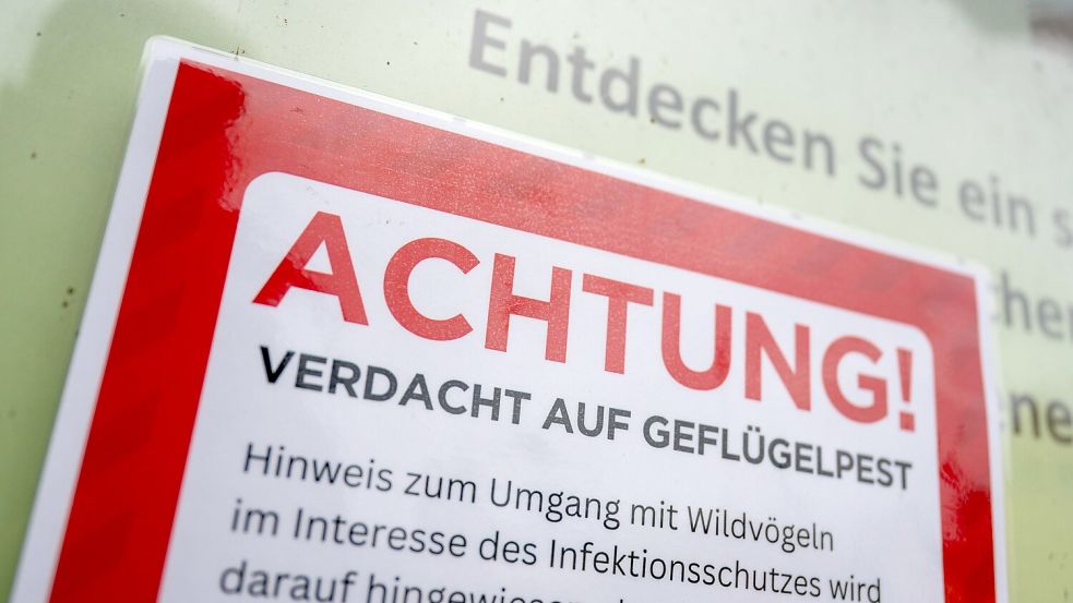 Die Vogelgrippe weitet sich weiter aus: Einen Betrieb in Baden-Württemberg trifft es besonders hart. Foto: dpa/Christophe Gateau
