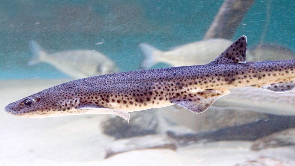 Die jungen Katzenhaie sollen im Nordsee-Aquarium ein neues Becken erhalten. Foto: Steffi Hamm