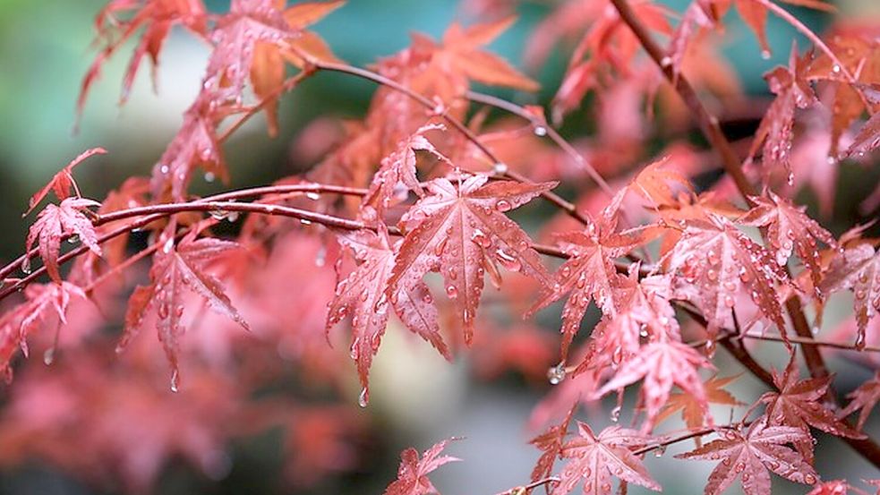 Der Herbst bleibt regnerisch. Symbolfoto: pixabay