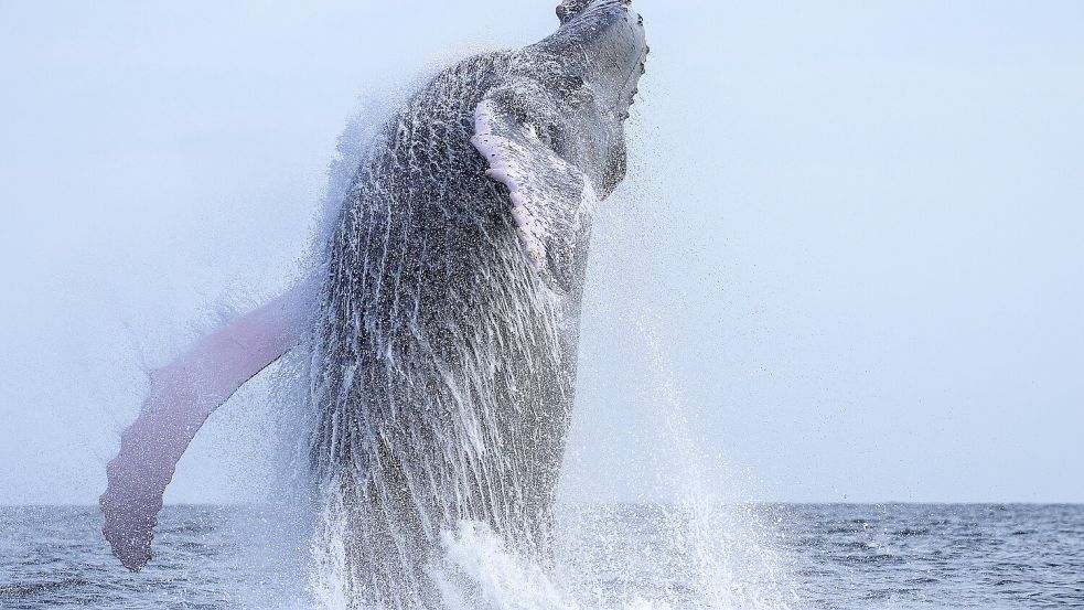 Ein Buckelwal springt aus dem Wasser. Ein solcher Meeressäuger hat sich vor wenigen Tagen Vogelbeobachtern vor Schiermonnikoog gezeigt. Symbolfoto: Matias Delacroix/AP/dpa