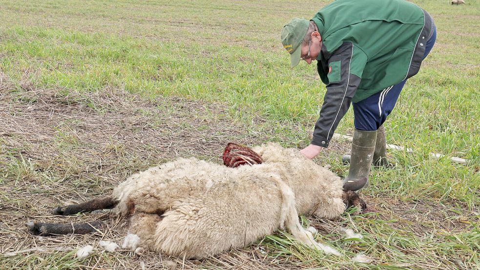 Ein Schäfer schaut sich nach einem Wolfsriss ein totes Schaf an. Das Bild entstand im April 2024 in Bad Sülze in Mecklenburg-Vorpommern. Foto: Bernd Wüstneck/dpa