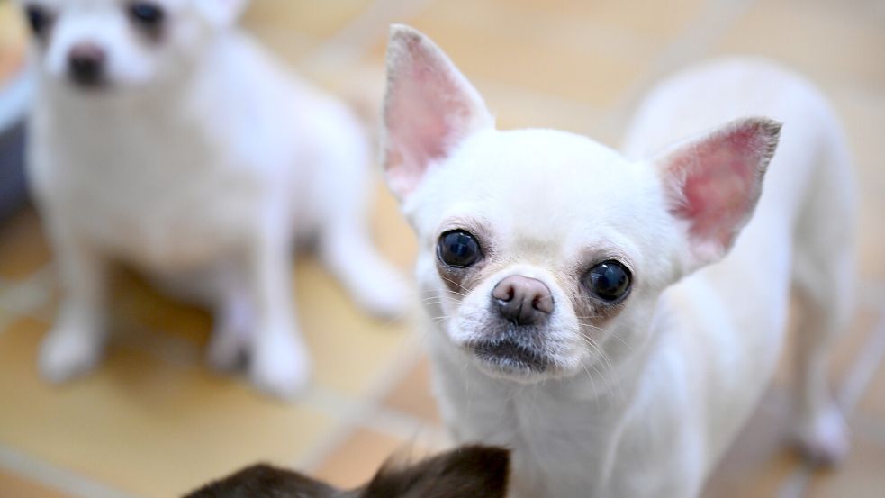 Um einen Hund der Rasse Chihuahua drehte sich der Streit dreier Frauen in Hinte. Foto: Bernd Weißbrod/dpa