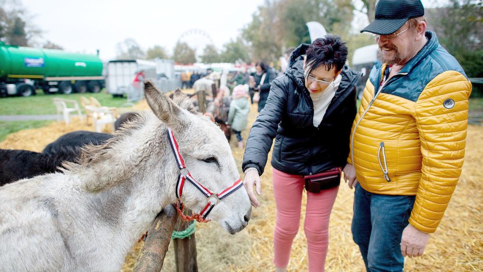 Der Zeteler Markt wird am Sonnabend eröffnet. Höhepunkt ist der Party-Mittwoch mit Viehmarkt. Foto: Hauke-Christian Dittrich/DPA