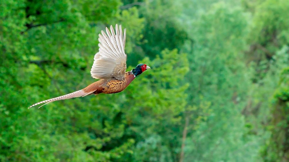 Ein Fasan im Flug: Die Vögel können bis zu 1,5 Kilogramm Gewicht auf die Waage bringen. Foto: Jörg Halisch/dpa