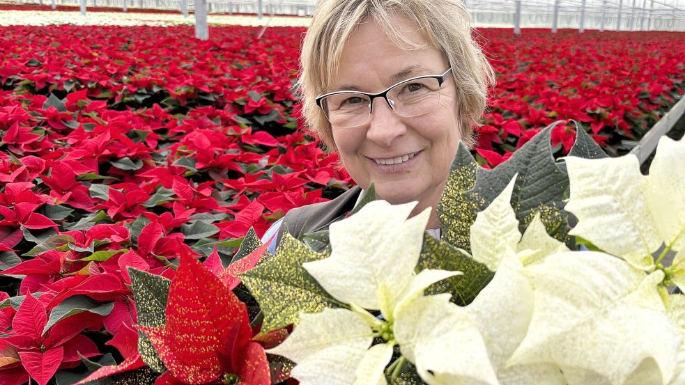 Frauke Reents ist Betriebsleiterin bei Freese-Gartenbau in Großefehn und präsentiert für den Versand vorbereitete Weihnachtssterne. Foto: Nicole Böning