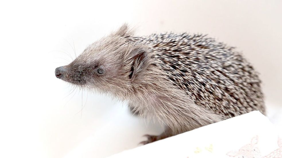 Nachdem Inseligel Hammy sich etwas erholt hatte, präsentierte sie sich bei Dörthe Schröder schon überaus neugierig. Foto: Dörthe Schröder