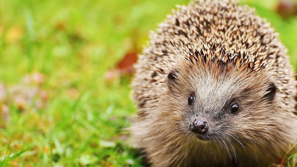Igel gehören nicht zu den tagaktiven Gartenbewohnern. Wer dennoch bei Tageslicht einem Exemplar begegnet, sollte genau hinschauen, rät die Fachfrau. Foto: Pixabay