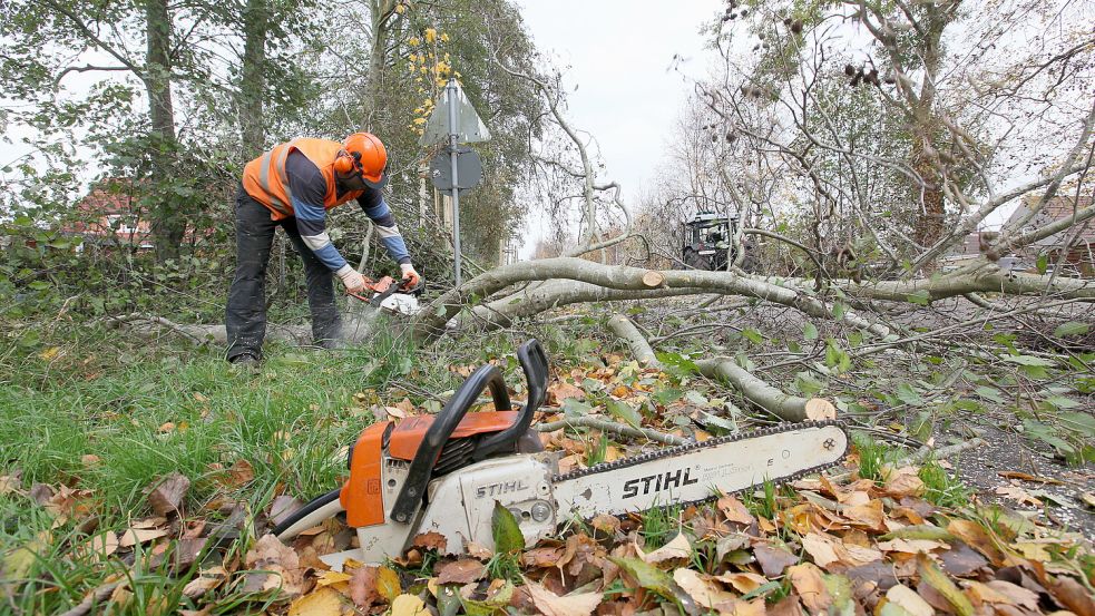 Künftig sollen die Bäume in Bunde besser geschützt werden. Symbolfoto: Klaus Ortgies/Archiv