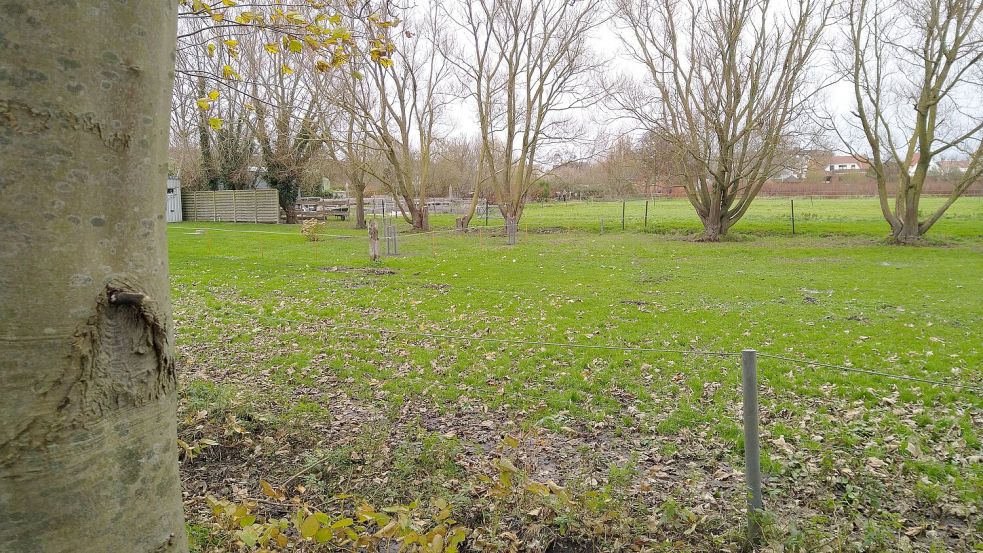 Borkums Grüne wollen nicht, dass Wiesen auf der Insel bebaut werden. Foto: Grüne Borkum