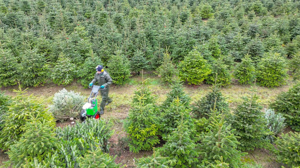 Auf einer Weihnachtsbaumplantage fällt ein Mitarbeiter mit einem speziellen Gerät Bäume – die werden in diesem Jahr etwas teurer. Foto: Patrick Pleul/dpa