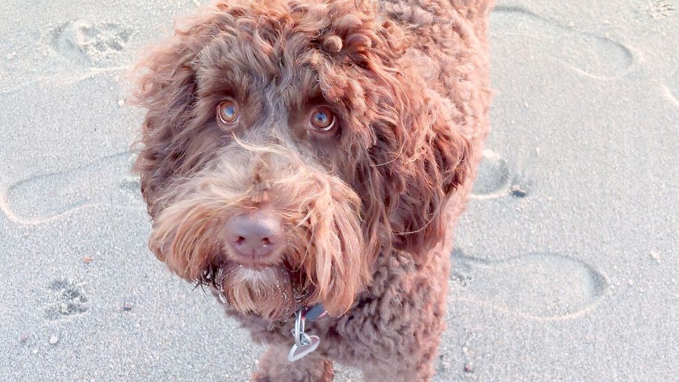 Für Tiere wie Labradoodlehündin Josy könnte in Hinte bald das Vielfache an Steuer fällig werden. Foto: Mona Hanssen