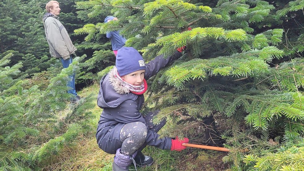 Auf der Suche nach dem schönsten Baum im ganzen Wald hat Tessa bereits ihren Favoriten gefunden und die Bügelsäge angesetzt. Foto: Susanne Ullrich