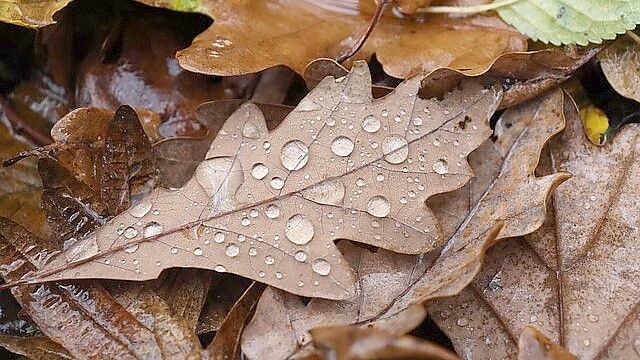 Das Wochenende wird regnerisch. Symbolfoto: pixabay