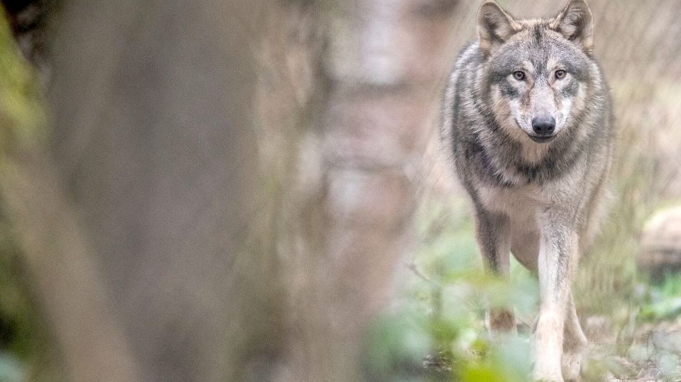 Die Diskussion über den Wolf geht weiter. Foto: Boris Roessler/dpa