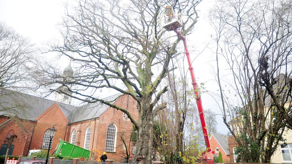 An die Äste der Blutbuche bei der Lutherkirche wurde am Dienstagmorgen die Säge angesetzt. Sie war ein Naturdenkmal. Foto: Bodo Wolters