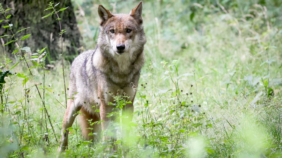 Der Landkreis Wittmund will einen Wolf aus dem Friedeburger Rudel weiterhin abschießen lassen. DPA-Symbolfoto: Christian Charisius