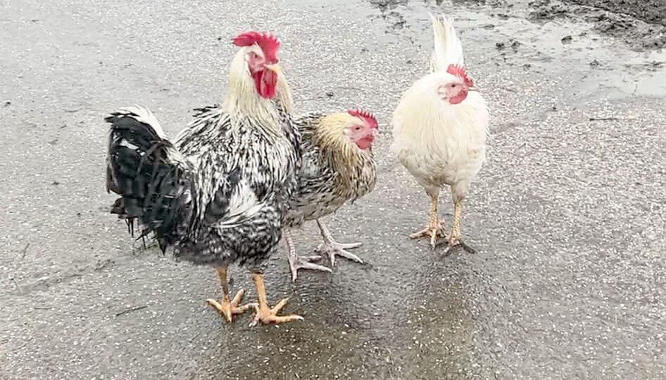Die Vögel standen verängstigt und hilfesuchend auf der Straße. Foto: privat