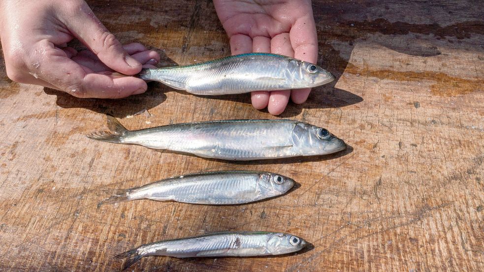 Hering, Sprotte und Sardellen: Nur Heringe und Sardellen, die mit akzeptablen Fanggeräten in bestimmten Meeresgebieten gefangen werden, können empfohlen werden. Die Ostsee-Sprotte steht seit zwei Jahren nicht mehr auf der Liste „Guter Fisch“, sie gilt offiziell als überfischt. Foto: Sarah Uphoff, GEOMAR   Foto: Sarah Uphoff, GEOMAR