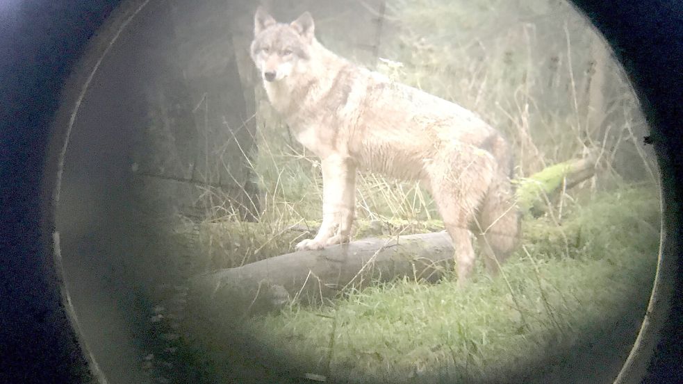 In Wittmund sollte ein Wolf abgeschossen werden, doch Gerichte verhinderten das. Symbolfoto: DPA