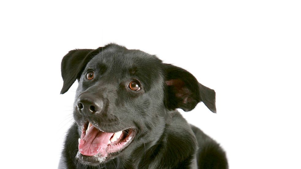 Ein Mischling aus Labrador und Schäferhund legte in München ein derart aggressives Verhalten an den Tag, dass seine Besitzer die Polizei zur Hilfe riefen. Foto: IMAGO/Manja Elsässer