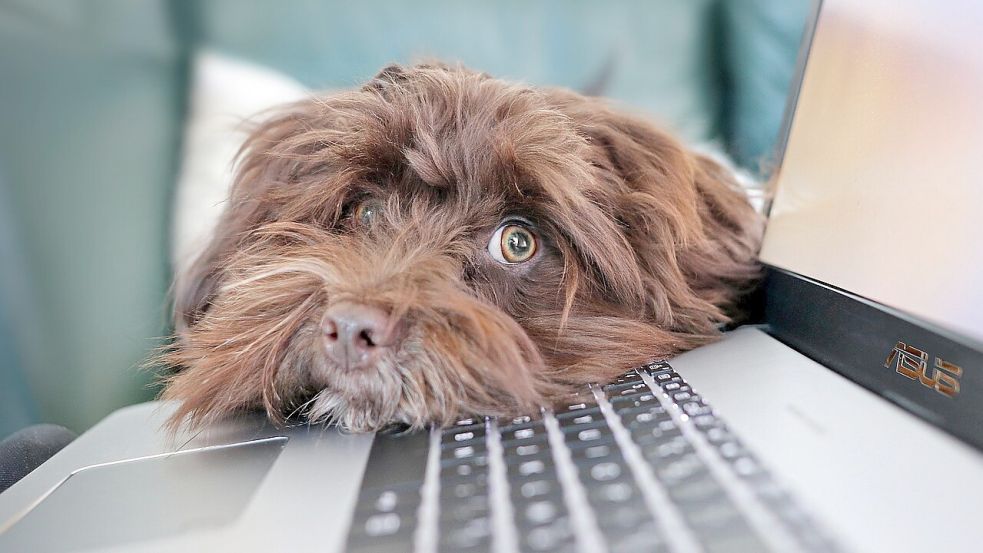 Wer im Landkreis Aurich abseits der Zentren lebt, muss Geduld beim Warten auf schnelles Internet haben. Foto: Pixabay