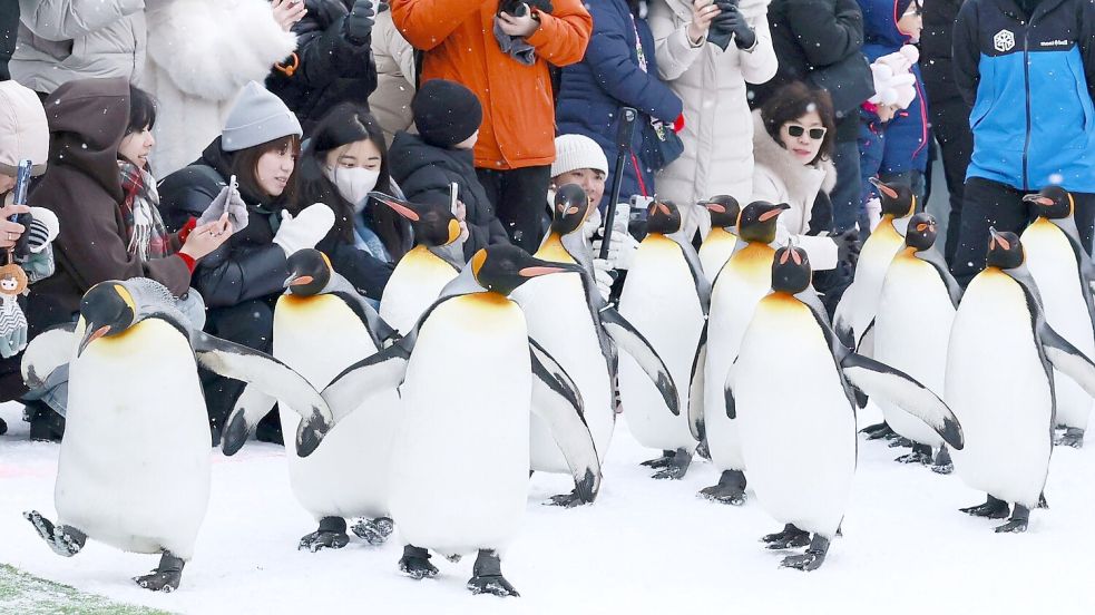 Pinguine haben den Bogen raus: Sie watscheln übers Eis – wie diese Königspinguine bei einer Parade in einem japanischen Zoo. Foto: Uncredited/kyodo/dpa