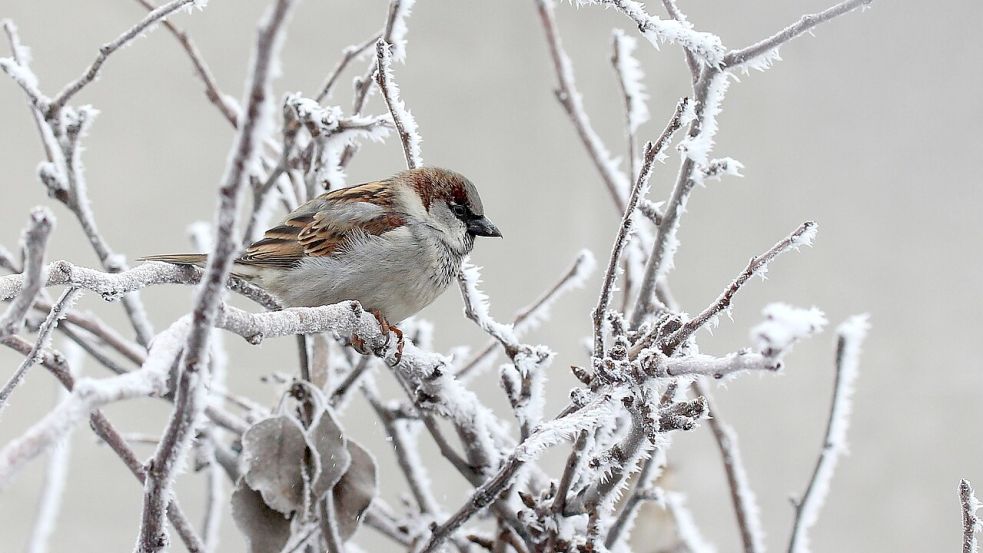 Ein Spatz auf einem mit Frost überzogenen Zweig. Bei diesen Witterungsverhältnissen ist es für Wildvögel schwierig, Futter zu finden. Foto: Pixabay