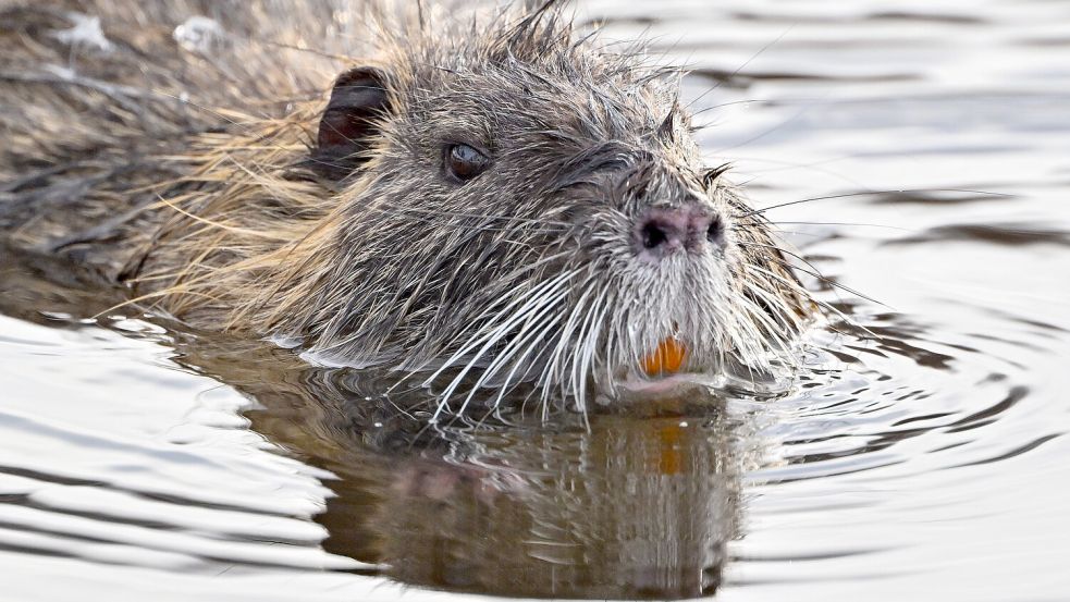 Die Nutria wird auch Sumpfbiber genannt. Foto: Patrick Pleul/dpa
