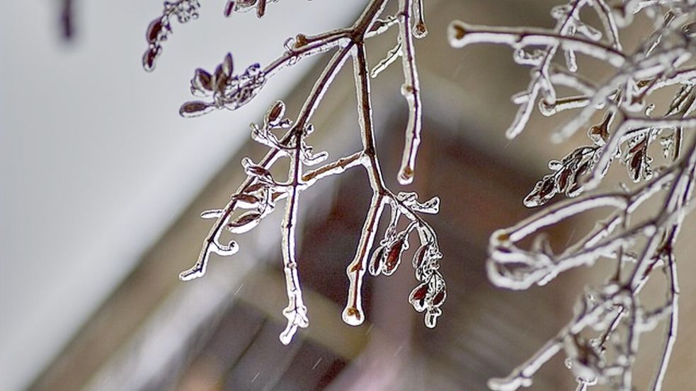 Eisregen kann Äste in kurzer Zeit mit einer Eisschicht überziehen – am Freitag droht in Ostfriesland Glätte. Symbolfoto: Pixabay