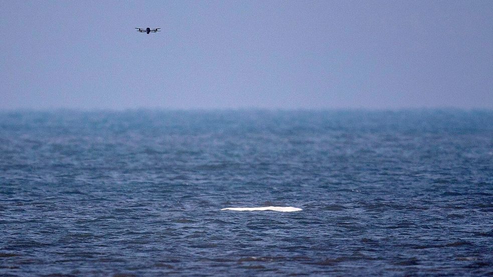 Eine Drohne fliegt über dem Belugawal: Die Walschützer von SOS Dolfijn appellieren dringend, weder per Boot noch mit Drohnen dicht an das Tier heranzukommen. Solche Störungen könnten den Wal stark stressen. Foto: Jeroen Hoekendijk/SOS Dolfijn