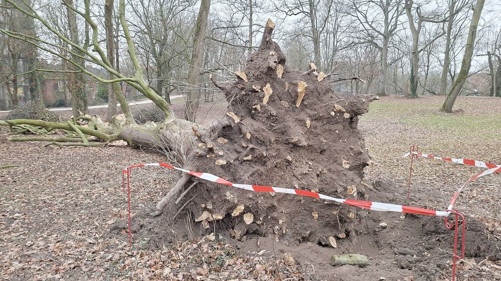 Abgesperrt: Meterhoch ragt das Gebilde aus abgerissenen Wurzeln der mächtigen Rotbuche aus der Erde empor. Fotos: Mona Hanssen