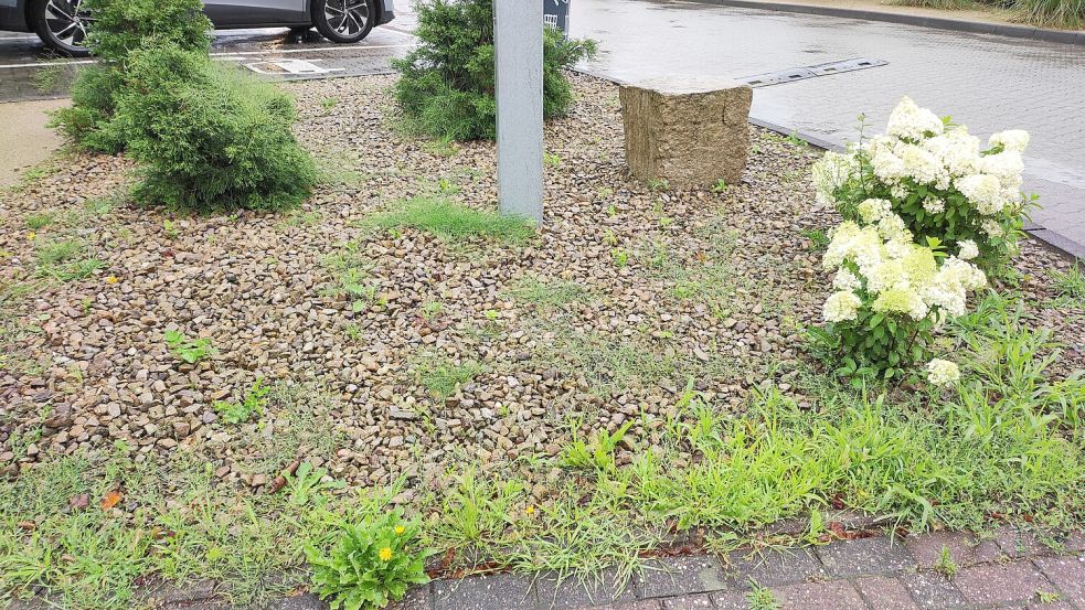 Ein Schottergarten mit Unkraut. Foto: Nadja Krause/Archiv