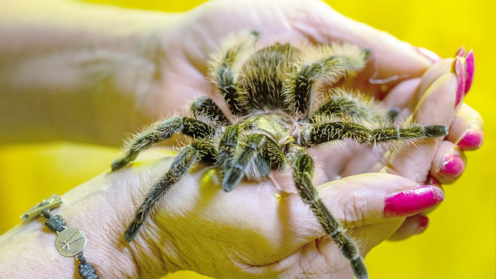 Vogelspinnen und anderes Getier kann man an diesem Sonntag in der Stadthalle Aurich sehen. Symbolfoto: Helmut Fricke/dpa