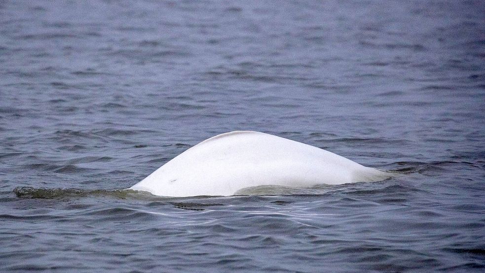 Seit vier Wochen ist der Belugawal vor der Küste Nordhollands beim Jagen zu beobachten. Foto: Jeroen Hoekendiek/SOS Dolfijn