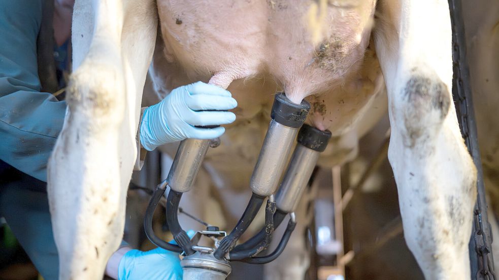 Die Erzeugerpreise für Milch sind im Sinkflug. Für die Bauern lohnt sich das Geschäft nicht mehr. Foto: Sina Schuldt/dpa/Archiv