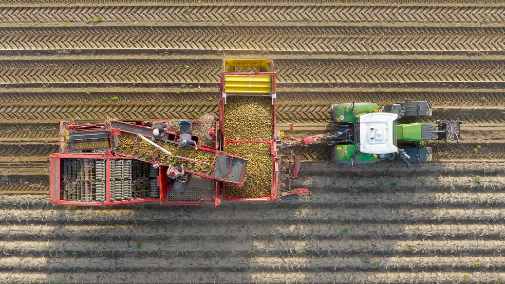 Kartoffelernte in Niedersachsen. Foto: dpa/ Philipp Schulze